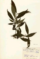 大葉紫珠(巒大紫珠)藏品圖，第3張